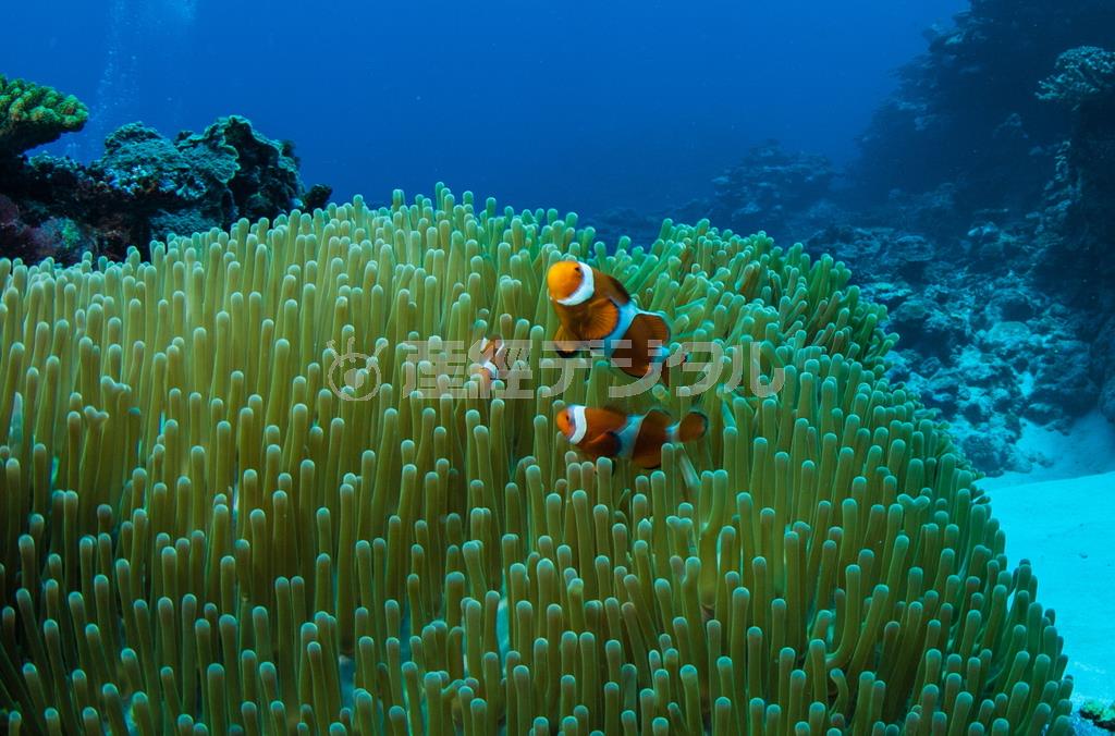 日本の海域に生息するクマノミのうち、写真は米国のアニメーション映画「ファインディング・ニモ」のモデルとして知られるようになったカクレクマノミ。鮮やかな色で愛嬌（あいきょう）がある。３月頃から黒潮の流れが石垣島に近づき水の透明度が上がって来る＝２００８年５月２日、沖縄県石垣市（永山真治さん撮影）