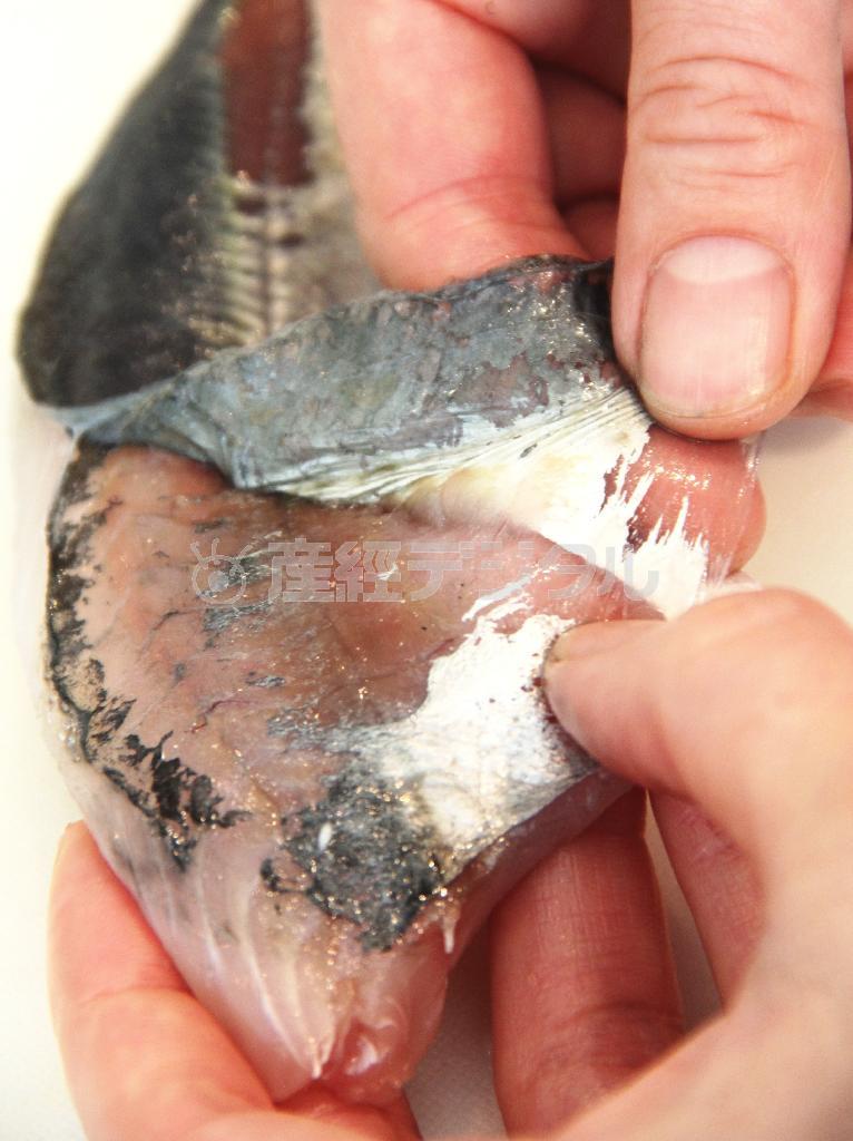 アジとアボカドのサラダ仕立て（材料）＿＿アジ（三枚におろした刺し身用）２尾分（皮をむいてひと口大に切る、田中幸美撮影）