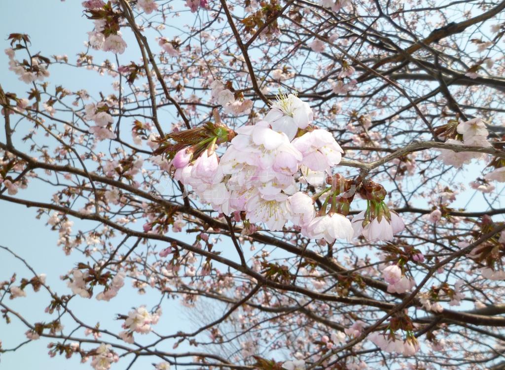 近所のエゾヤマザクラ。札幌ではこんな感じの開花状況です。エゾヤマザクラは花と葉が同時に出てきます＝２０１５年４月２７日、北海道札幌市（乾ルカさん撮影）