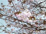 近所のエゾヤマザクラ。札幌ではこんな感じの開花状況です。エゾヤマザクラは花と葉が同時に出てきます＝２０１５年４月２７日、北海道札幌市（乾ルカさん撮影）