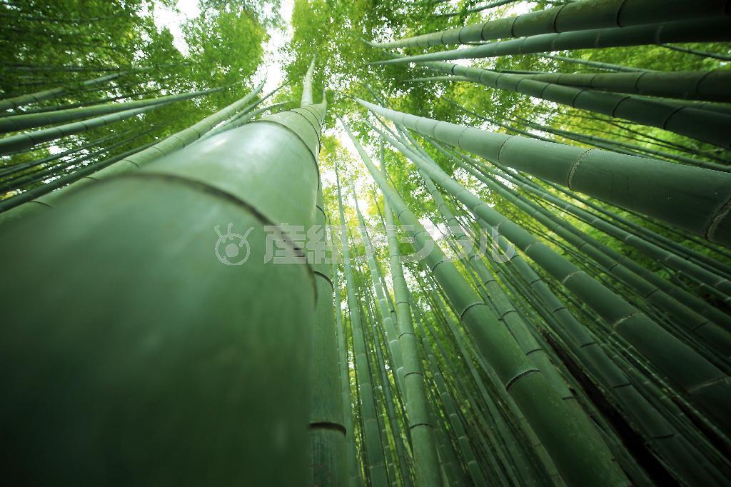 天へまっすぐと伸びる竹を撮るには、なるべく広く撮れるワイドレンズで撮りましょう。少しオリジナリティーを出すために竹にレンズがつくくらい近寄って撮ってみると面白い構図になり、竹が力強く伸びていることが表現できるでしょう＝２０１５年４月２９日、神奈川県鎌倉市（須藤夕子さん撮影）