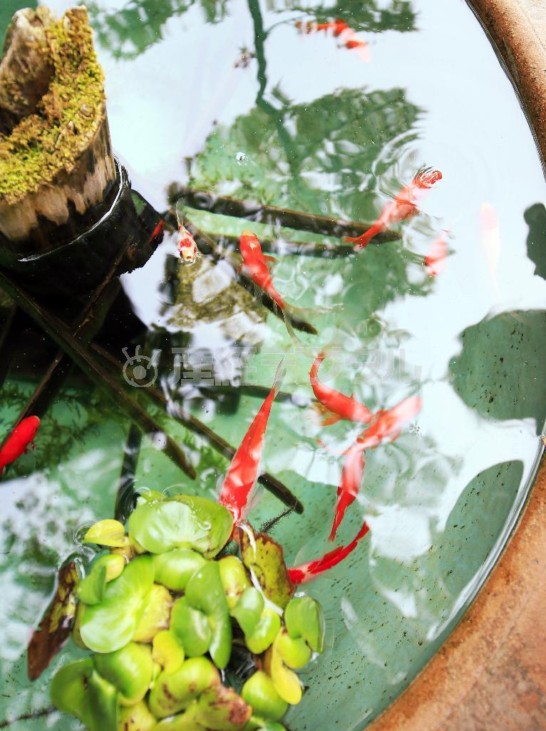 拝観料を払う受付の前に金魚がいます。金魚がエサをもらおうと水面から口を出した瞬間に撮影しました。金魚は当然ながら動きますので、シャッタースピード優先で撮ると良いでしょう。水面の写り込みがやや気になりますが、もし写り込みを消したいようでしたら、ＰＬフィルターをつけると写り込みがなくなります＝２０１５年４月２９日、神奈川県鎌倉市（須藤夕子さん撮影）