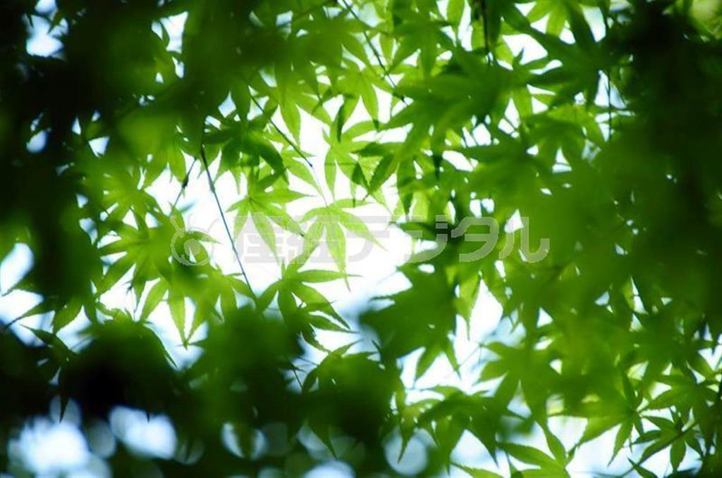 【読者写真（今回の読者：愛知県豊川市、岩谷正樹さん）】「新緑の美しい季節です。紅葉は赤だけではなく、この時期も撮り逃せません！薄い緑から濃い緑までの濃淡が美しく表現されていて、被写体は１つで１色だけの写真ですがとても見応えのある作品です」（須藤夕子さん、提供写真）