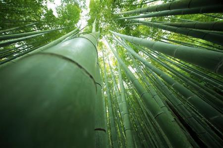 天へまっすぐと伸びる竹を撮るには、なるべく広く撮れるワイドレンズで撮りましょう。少しオリジナリティーを出すために竹にレンズがつくくらい近寄って撮ってみると面白い構図になり、竹が力強く伸びていることが表現できるでしょう＝２０１５年４月２９日、神奈川県鎌倉市（須藤夕子さん撮影）