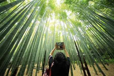 竹だけを撮るよりも、人や建物などを入れると、竹林のダイナミックさや大きさが伝わるでしょう。前に歩く人がｉＰａｄで撮影を始めたので、真ん中に被写体を置いて画角に緑が多く入るように撮影しました。現代のデジタルツールと鎌倉時代から変わらぬ景色のミックスで面白い絵になりました＝２０１５年４月２９日、神奈川県鎌倉市（須藤夕子さん撮影）