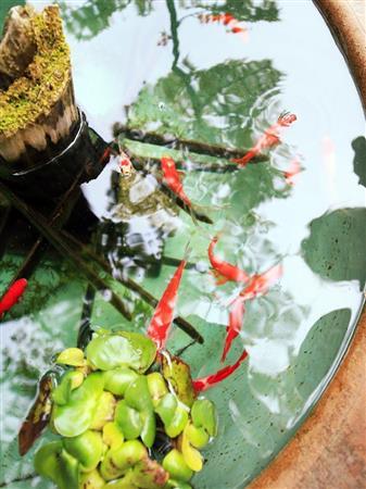 拝観料を払う受付の前に金魚がいます。金魚がエサをもらおうと水面から口を出した瞬間に撮影しました。金魚は当然ながら動きますので、シャッタースピード優先で撮ると良いでしょう。水面の写り込みがやや気になりますが、もし写り込みを消したいようでしたら、ＰＬフィルターをつけると写り込みがなくなります＝２０１５年４月２９日、神奈川県鎌倉市（須藤夕子さん撮影）