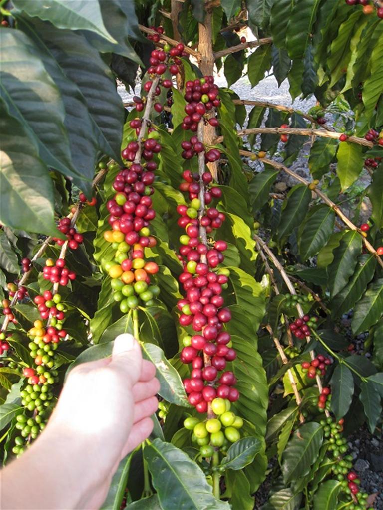 色づいたコーヒーの実。赤く完熟した実だけをより分けて摘む