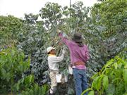 背よりも高いコーヒーの木から豆を手済みする山岸さん（左）ら