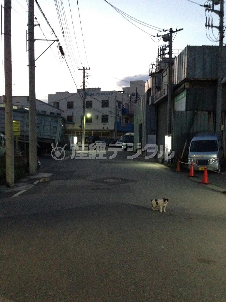 先日道端の猫に話しかけていたらしく、通りがかりの人にずいぶんと奇怪な目で眺められた＝２０１４年６月１４日（長塚圭史さん撮影）