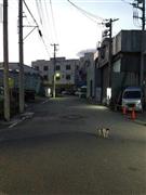 先日道端の猫に話しかけていたらしく、通りがかりの人にずいぶんと奇怪な目で眺められた＝２０１４年６月１４日（長塚圭史さん撮影）