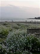 由比ガ浜西端の坂ノ下海岸では、砂よけの竹の屏のまわりにハマダイコンが見事な勢いで花を咲かせていた＝２０１５年４月２９日、神奈川県鎌倉市