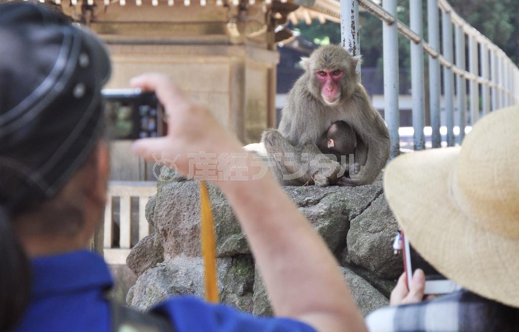 高崎山自然動物園の赤ちゃんザル「シャーロット」を写真に収めようとする来園者＝２０１５年５月８日、大分県大分市（共同）