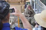 高崎山自然動物園の赤ちゃんザル「シャーロット」を写真に収めようとする来園者＝２０１５年５月８日、大分県大分市（共同）