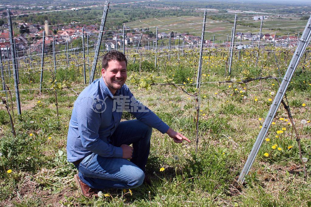 醸造畑「クロスター・ベルク・フェルゼン」で若木を見守るスヴェン・ニーガーさん＝２０１５年４月２９日、ドイツ（青木冨美子さん撮影）