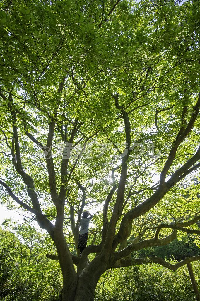 輝くばかりの大エノキの新緑。体も緑に染まるようだ＝２０１５年５月２日、神奈川県鎌倉市の鎌倉広町緑地（渡辺照明撮影）