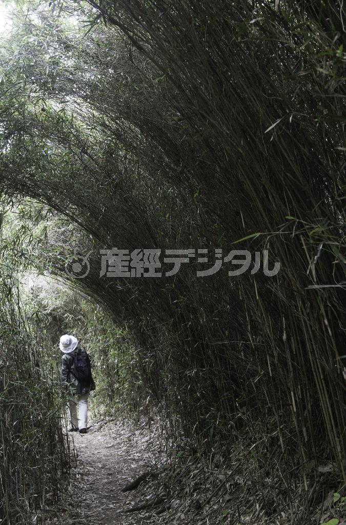 笹のトンネルはサーフィンの大波のようだ＝２０１５年４月２９日、神奈川県鎌倉市の鎌倉広町緑地（渡辺照明撮影）
