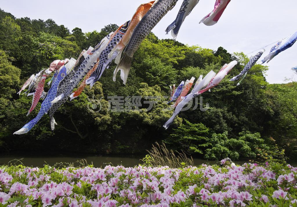 新緑とツツジの上に、こいのぼりが泳ぐ＝２０１５年４月２９日、神奈川県鎌倉市の鎌倉中央公園（渡辺照明撮影）