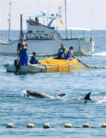 和歌山県太地町で行われたイルカの追い込み漁＝２０１４年９月