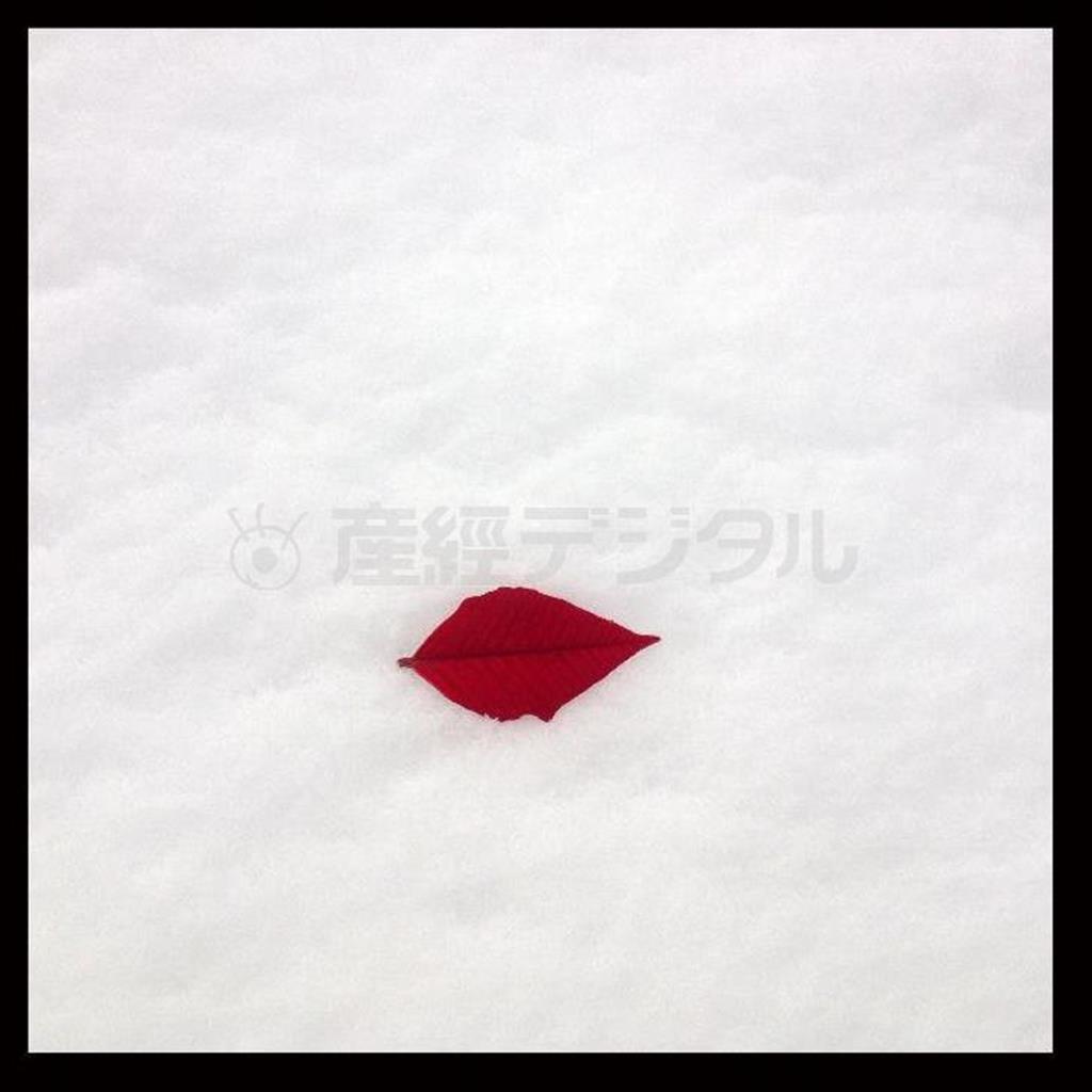 朝、雪が舞った。ちょっと遊び心が湧いて、新雪の上にポインセチアの赤い葉を置くことで何か表現できるかもしれないと思った。赤い葉をどこに構図的に配置するのがベストなのかとさまざまなカットを撮影して、この写真に落ち着いた＝２０１４年３月１６日、ｉＰｈｏｎｅ４ｓで（野口隆史さん撮影）