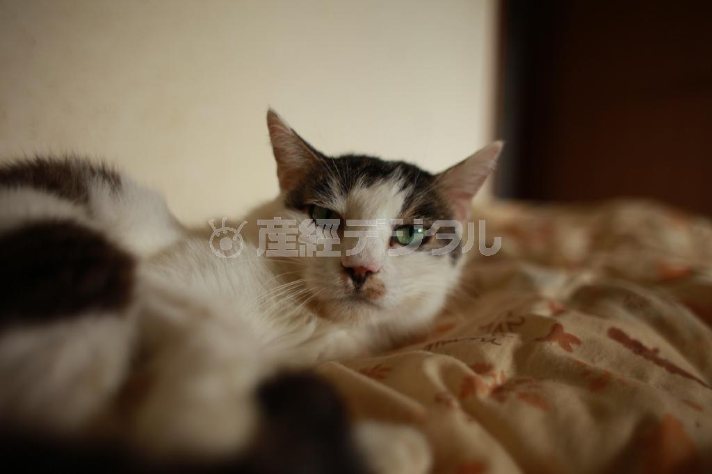 （町田康さん撮影）