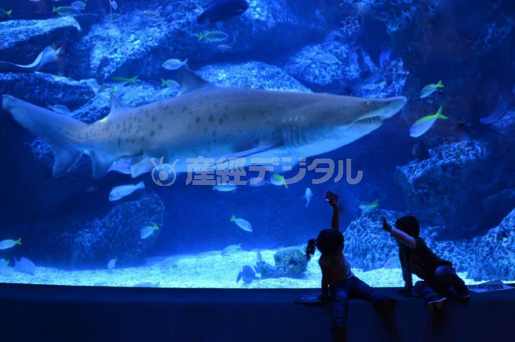 恐い顔で人気のシロワニという名前のサメ＝２０１５年５月１２日、東京都墨田区の「すみだ水族館」（唐木英明さん撮影）