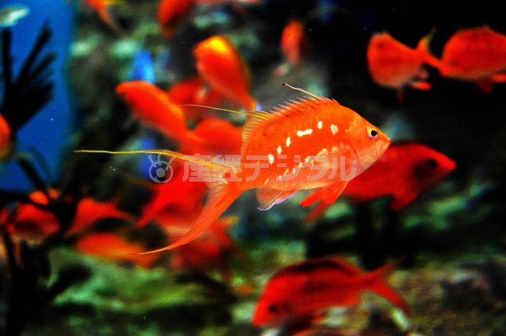 サクラダイ＝２０１５年４月６日、東京都品川区の「しながわ水族館」（唐木英明さん撮影）