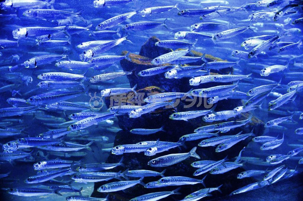 食卓でおなじみのマイワシ。漁獲量の減少で最近は高級魚として扱われるようにもなっている＝２０１５年４月７日、東京都豊島区の「サンシャイン水族館」（唐木英明さん撮影）