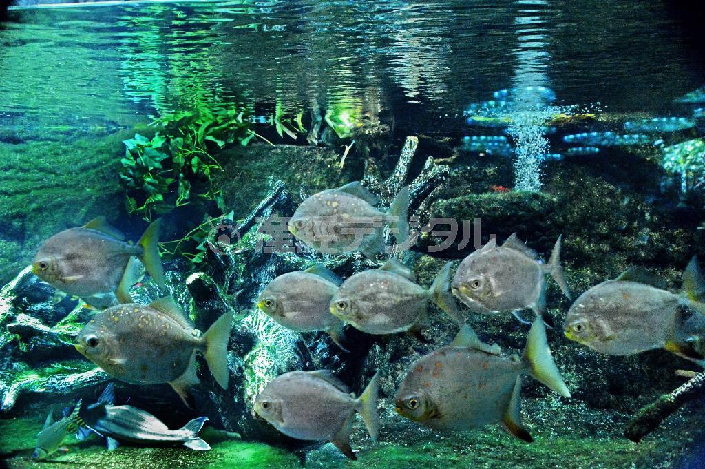 ピラニアの仲間＝２０１５年４月７日、東京都豊島区の「サンシャイン水族館」（唐木英明さん撮影）