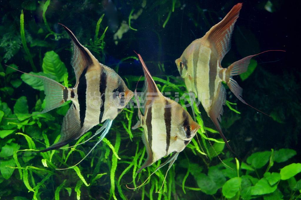 淡水魚のエンゼルフィッシュ。オスとメスが一緒に子育てをするが、肉食で卵を食べてしまうことも＝２０１５年５月１２日、東京都墨田区の「サンシャイン水族館」（唐木英明さん撮影）