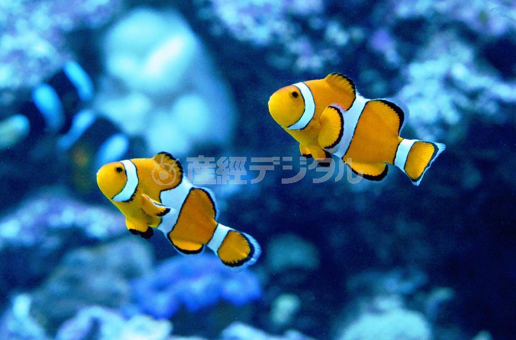 ディズニーとピクサーによるアニメーション映画「ファインディング・ニモ」でおなじみのクマノミ。映画では家族の絆が描かれていたが、クマノミはオスからメスに性転換する雌雄同体だ＝２０１５年４月７日、東京都墨田区の「すみだ水族館」（唐木英明さん撮影）