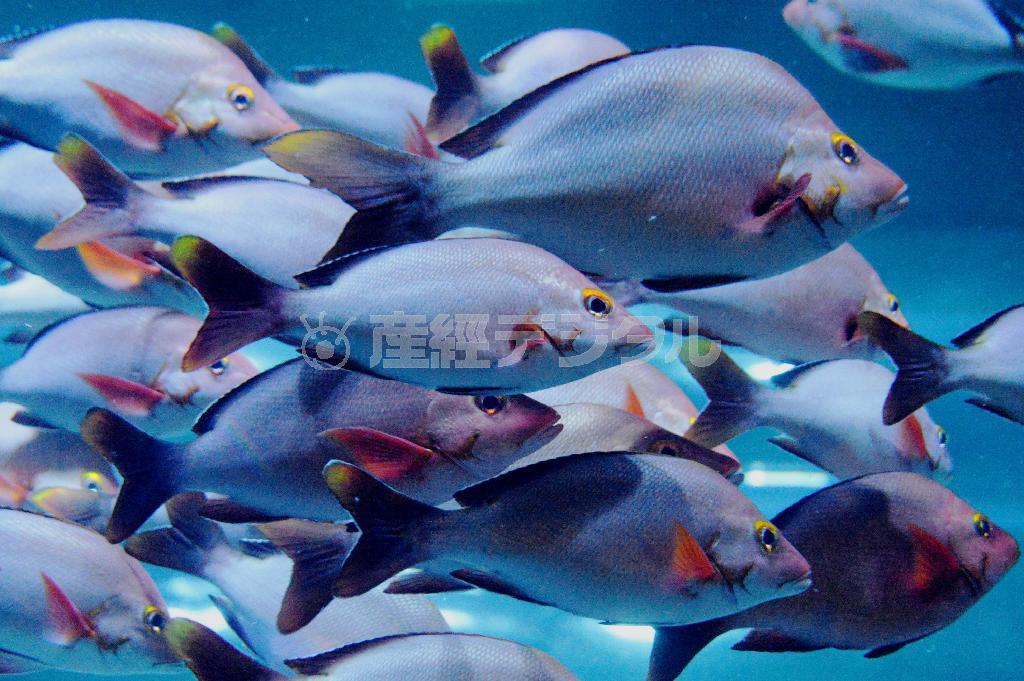 沿岸の岩礁域に生息するヒメフエダイ。猫背のような背中から、英語名はＨｕｍｐｂａｃｋ＿Ｓｎａｐｐｅｒ（猫背のフエダイ）＝２０１５年４月６日、東京都品川区の「しながわ水族館」（唐木英明さん撮影）