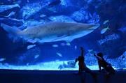恐い顔で人気のシロワニという名前のサメ＝２０１５年５月１２日、東京都墨田区の「すみだ水族館」（唐木英明さん撮影）
