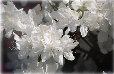 （大出一博さん撮影）