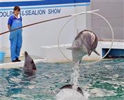 水族館でジャンプなどの訓練を受けるイルカ。ＷＡＺＡ（世界動物園水族館協会）残留が決まり、各水族館は、イルカの供給元によってはイルカショー開催への影響が懸念されている＝２０１５年５月２０日、東京都品川区のしながわ水族館（三尾郁恵撮影）