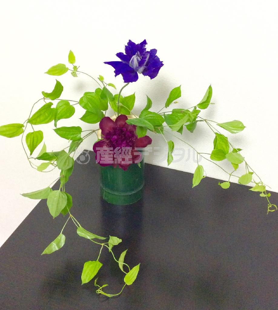 クレマチスと青竹で涼やかな和モダンに（Ｆｉｎｉｓｈ！、花千代さん提供）