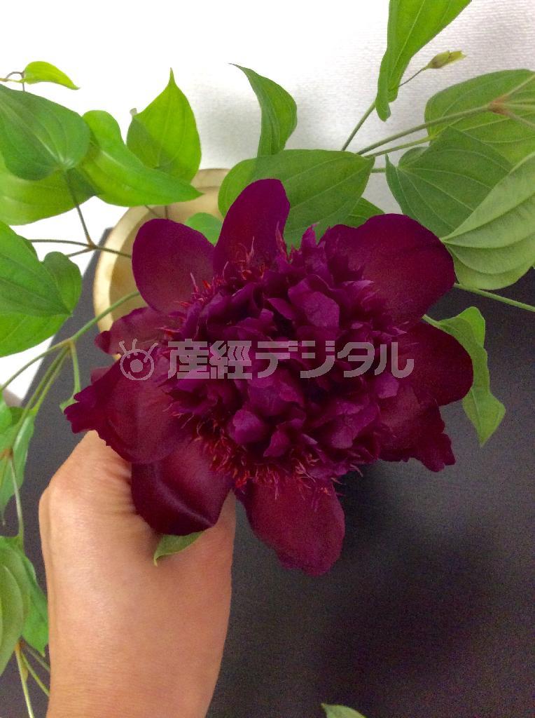 クレマチスと青竹で涼やかな和モダンに（手順２）＿＿根元手前に短く切ったシャクヤクを挿す（花千代さん提供）