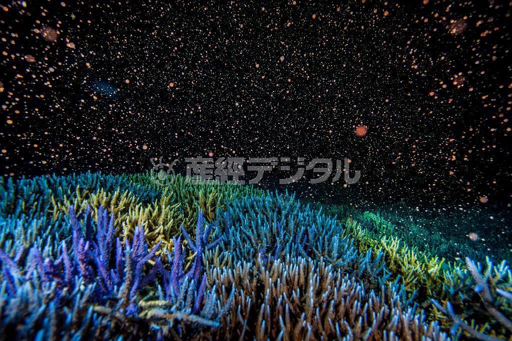 平久保灯台沖で見たサンゴの産卵。５月の大潮の時期しか見られない、自然界の幻想的な神秘だ＝２０１４年５月１７日、沖縄県石垣市（永山真治さん撮影）