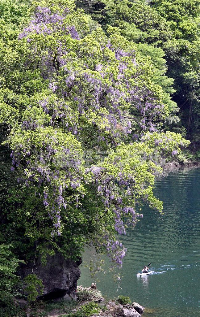 ５月のフジ＝２０１５年５月５日、東京都西多摩郡奥多摩町（野村成次撮影）