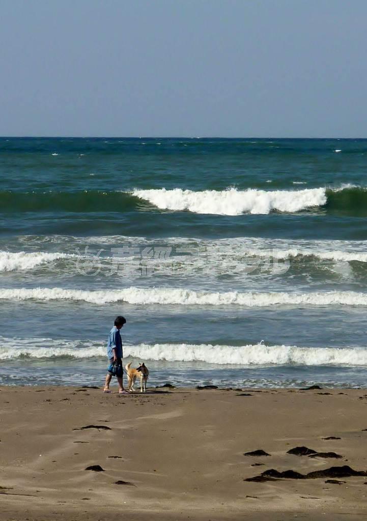 犬をつれて砂浜を散歩する人も＝２０１５年５月１３日、神奈川県鎌倉市
