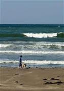 犬をつれて砂浜を散歩する人も＝２０１５年５月１３日、神奈川県鎌倉市