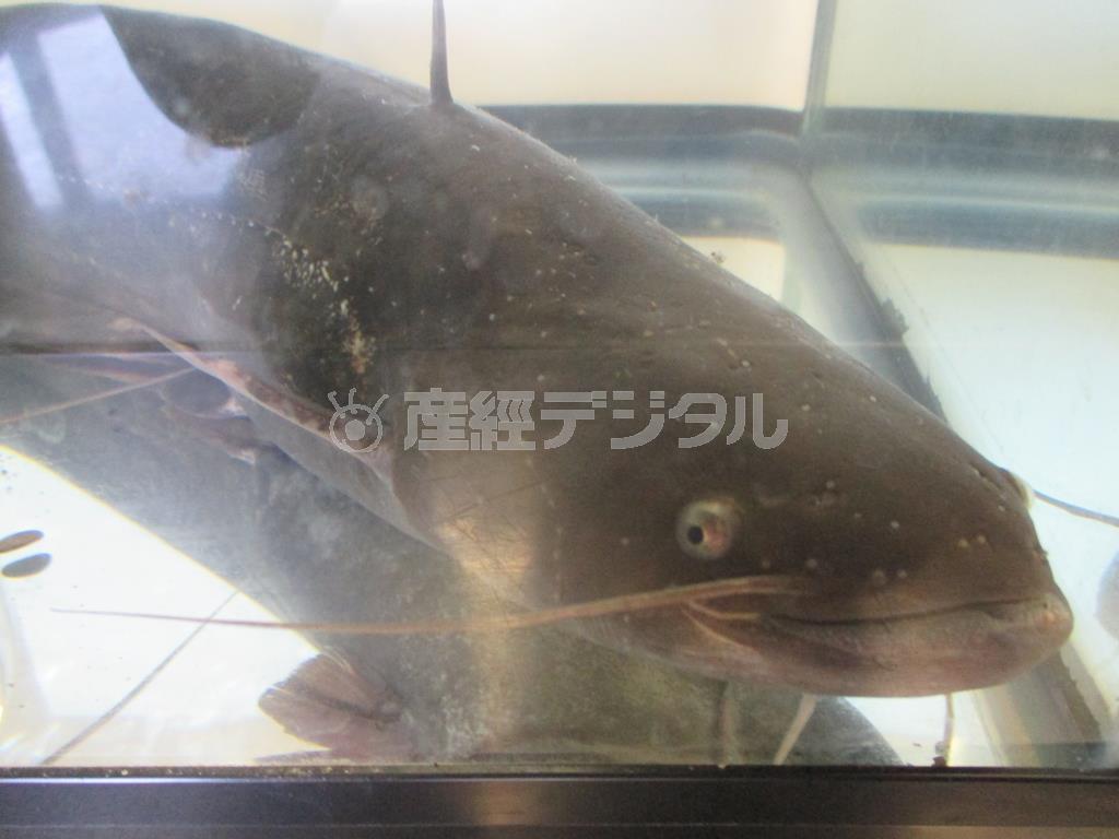 餌を独自に調合し、ウナギ風に育て上げたマナマズ＝２０１５年５月１２日（香西広豊撮影）