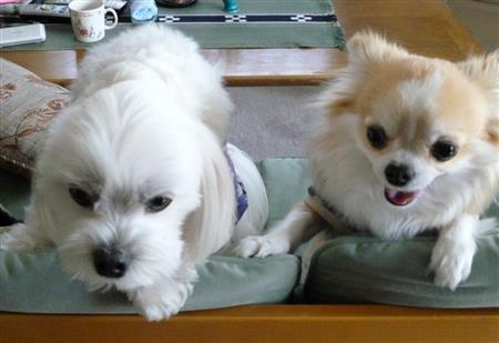 友だち犬のシュウちゃんと一緒にご満悦の乾家の愛犬・まる（左）が札幌の風景をご紹介。まるはシュウちゃんが大好きで、舎弟のように従っています。人間には従わないことがあるのに…！＝２０１５年５月１１日、北海道札幌市（乾ルカさん撮影）