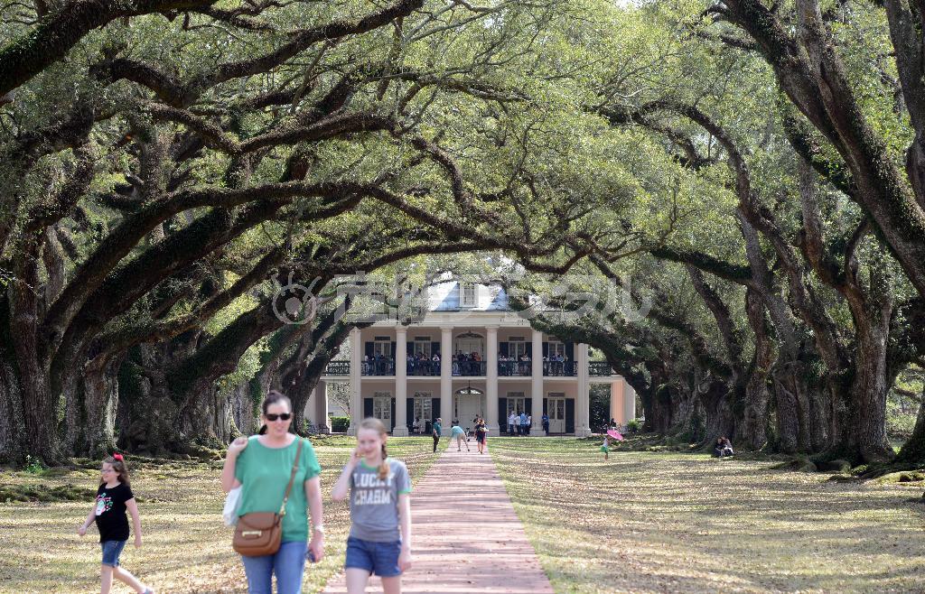 プランテーション・ハウスの中でも一番の人気を誇るオークアレイ・プランテーション。樹齢３００年のオークが２８本林立するさまは圧巻だ＝２０１５年３月１７日、米ルイジアナ州バシュリー（川口良介撮影）