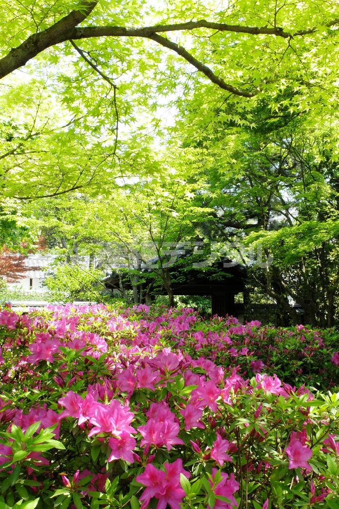 青もみじとツツジの競演。ピンクとグリーンのコントラストが美しい＝２０１５年４月２７日、京都市東山区の青龍寺（田中幸美撮影）