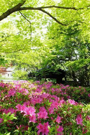 青もみじとツツジの競演。ピンクとグリーンのコントラストが美しい＝２０１５年４月２７日、京都市東山区の青龍寺（田中幸美撮影）