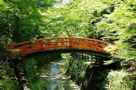 北野天満宮境内には、豊臣秀吉が京都の周囲に築いた土塁の城壁「御土居」があり、一帯は「もみじ苑」と呼ばれる紅葉の名所となっている。毎年秋に公開されているが、今年は初めて初夏にも公開され、約２５０本の青もみじを楽しむことができる（公開は５月３１日まで）＝２０１５年５月２６日、京都市上京区（田中幸美撮影）