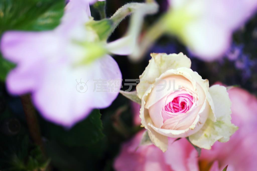 約２０１２万画素の高性能センサーと視野率約１００％の光学ファインダーは自然な透明感と描写力を持ち、小さいボディーでプロ仕様の高級機顔負けの色再現力があります。これは室内で撮影していますが、暗い場所でも高ＩＳＯ感度設定にしてもノイズが少なく、ザラつきのない作品が撮れます。最高ＩＳＯは５１２００という超高感度も実現しています。手前の花を前ボケさせましたが、自然なボケ感が出ました＝２０１５年４月２日（須藤夕子さん撮影）