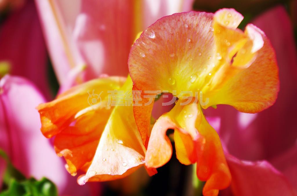 霧吹きなどで室内の花に吹きかけて、水滴を撮影しました。太陽光の当たる角度が重要になってきますが、窓からの光が真横になるように花を置いて撮影しました。カメラには防塵・防滴構造を採用しているので、少々の水がかかっても壊れません＝２０１５年４月２日（須藤夕子さん撮影）