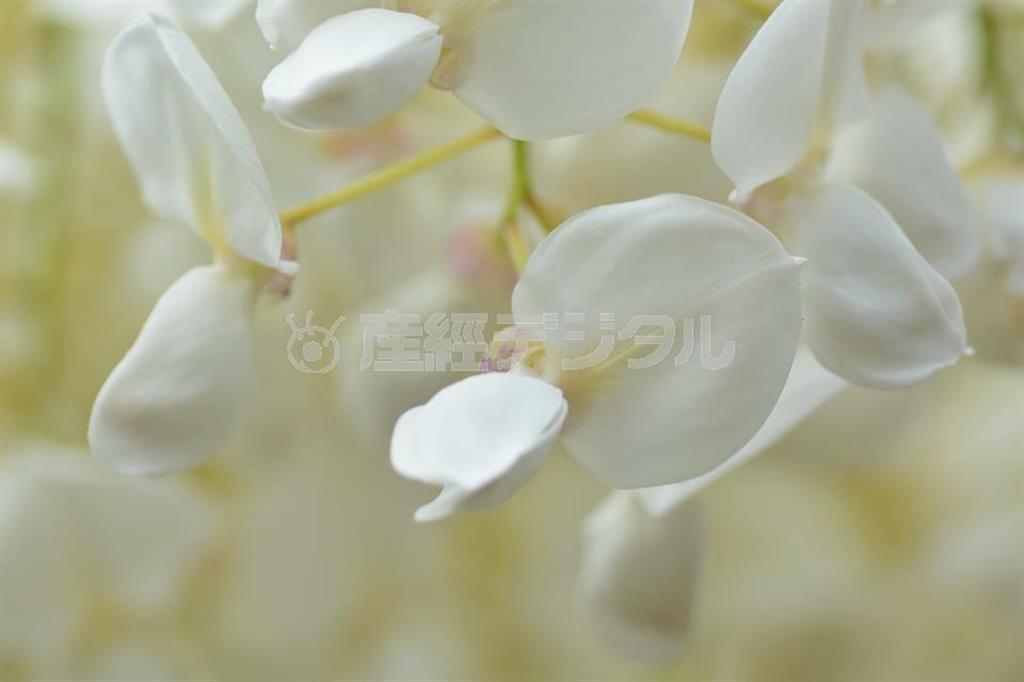 【読者写真（埼玉県川口市、木村靖さん。撮影場所：川口市グリーンセンター）】須藤夕子先生のワンポイントレッスン「藤の花は全体のフォルムを引きで撮りたくなりますが、マクロレンズで寄って撮り、全体を真っ白に切り取るセンスは素晴らしい感性ですね」（提供写真）