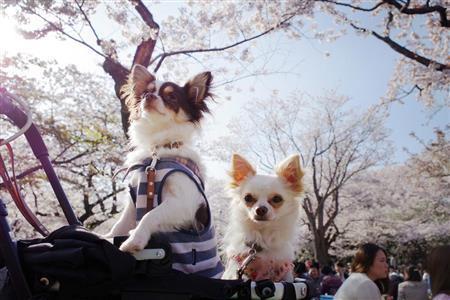 今回は、バリアングルフリー液晶で下から犬をあおって撮影しました。優先順位の一番は犬のかわいい表情を撮りたい、ということにあり、次に桜が満開でしたので背景には桜も入れたいと考えました。その２点を実現するためには、下から撮影する方がベターでしょう＝２０１５年４月２日（須藤夕子さん撮影）